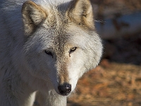 Arctic Wolf 041